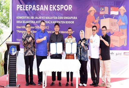 IPB University's OVOC Program Taps Export Market with Purple Sweet Potatoes